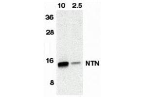 Western Blotting (WB) image for anti-Neurturin (NRTN) antibody (ABIN1031776) (Neurturin 抗体)
