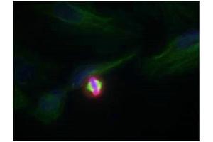 Immunofluorescence staining of methanol-fixed Hela cells using Histone H3. (HIST1H3A 抗体  (pSer10))