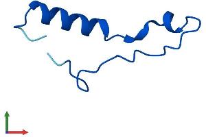 AlphaFold protein structure predicition of Human Recombinant RPL39P5 Protein, UniprotID Q59GN2