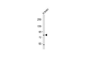 Anti-RFX4 Antibody (C-term)at 1:2000 dilution + human brain lysates Lysates/proteins at 20 μg per lane. (RFX4 抗体  (C-Term))