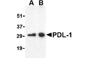 Western Blotting (WB) image for anti-CD274 (PD-L1) (Middle Region) antibody (ABIN1031034) (PD-L1 抗体  (Middle Region))