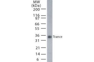 Image no. 1 for anti-Tumor Necrosis Factor (Ligand) Superfamily, Member 11 (TNFSF11) (AA 1-317) antibody (ABIN208247)