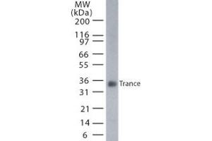Image no. 1 for anti-Tumor Necrosis Factor (Ligand) Superfamily, Member 11 (TNFSF11) (AA 1-317) antibody (ABIN208247) (RANKL 抗体  (AA 1-317))