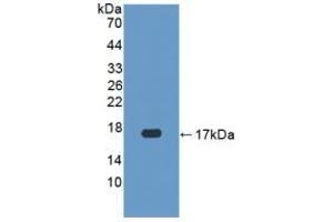 Detection of Recombinant CASP3, Human using Polyclonal Antibody to Caspase 3 (CASP3) (Caspase 3 抗体  (AA 29-175))