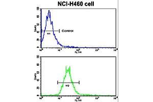 Flow cytometric analysis of NCI-H460 cells using NRG1 polyclonal antibody  (bottom histogram) compared to a negative control cell (top histogram). (Neuregulin 1 抗体  (Internal Region))