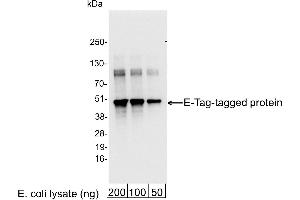 anti-E Tag antibody