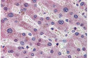 Human Liver: Formalin-Fixed, Paraffin-Embedded (FFPE) (AIF 抗体  (AA 593-606))