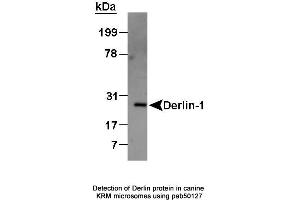 Image no. 2 for anti-Der1-Like Domain Family, Member 1 (DERL1) (AA 200-251), (C-Term) antibody (ABIN363436) (DERL1 抗体  (C-Term))