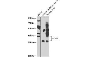 Western blot analysis of extracts of various cell lines, using C antibody  at 1:1000 dilution. (CA8 抗体  (AA 1-290))
