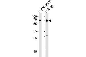 All lanes : Anti-SSTR1 Antibody (C-term) at 1:4000 dilution Lane 1: human pancreas lysates Lane 2: human lung lysates Lysates/proteins at 20 μg per lane. (SSTR1 抗体  (C-Term))
