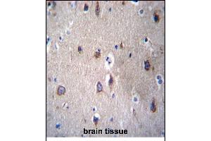 PCDHB14 Antibody (N-term) (ABIN656255 and ABIN2845571) immunohistochemistry analysis in formalin fixed and paraffin embedded human brain tissue followed by peroxidase conjugation of the secondary antibody and DAB staining. (PCDHB14 抗体  (N-Term))