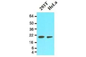 Western Blotting (WB) image for anti-Peptidylprolyl Isomerase F (PPIF) (AA 30-207) antibody (ABIN356236) (PPIF 抗体  (AA 30-207))