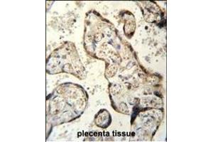RSBN1 Antibody (N-term) (ABIN655484 and ABIN2845005) immunohistochemistry analysis in formalin fixed and paraffin embedded human plecenta tissue followed by peroxidase conjugation of the secondary antibody and DAB staining. (RSBN1 抗体  (N-Term))