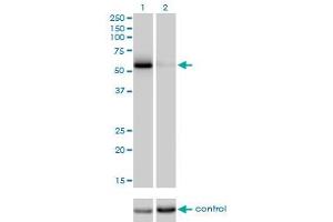 Western Blotting (WB) image for anti-Cell Division Cycle 25 Homolog C (S. Pombe) (CDC25C) (AA 21-130) antibody (ABIN598558) (CDC25C 抗体  (AA 21-130))