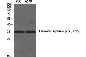 Western Blot (WB) analysis of specific cells using Cleaved-Caspase-9 p35 (D315) Polyclonal Antibody. (Caspase 9 p35 (Asp315), (cleaved) 抗体)