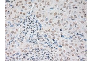 Immunohistochemical staining of paraffin-embedded pancreas tissue using anti-SOX17 mouse monoclonal antibody. (SOX17 抗体  (AA 177-414))