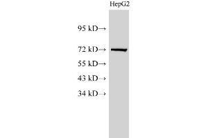 Western Blot analysis of HepG2 cell using Lamin B1 Polyclonal Antibody at dilution of 1:1000 (Lamin B1 抗体)