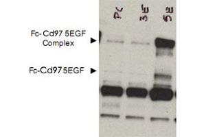 Western blot using Cd97 polyclonal antibody  shows detection of bands corresponding to free Fc-Cd97- (5EGF) (lower arrowhead) and Fc-Cd97- (5EGF) present as a complex (upper arrowhead) in lysates from COS cells. (CD97 抗体  (AA 1-512))
