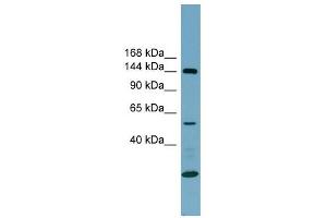 Integrin Alpha 8 antibody used at 1 ug/ml to detect target protein. (ITGA8 抗体  (N-Term))