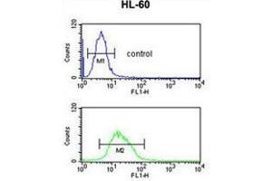 RNH2C Antibody (Center) flow cytometric analysis of HL-60 cells (bottom histogram) compared to a negative control cell (top histogram). (RNASEH2C 抗体  (Middle Region))