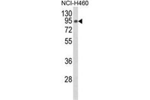 Western blot analysis of SLC3A1 Antibody (Center) in NCI-H460 cell line lysates (35ug/lane). (SLC3A1 抗体  (Middle Region))