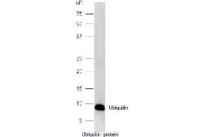 Ubiquitin protein probed with Rabbit Anti-Ubiquitin Polyclonal Antibody, Unconjugated  at 1:5000 for 90 min at 37˚C. (Ubiquitin 抗体  (AA 1-76))