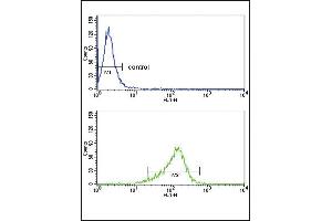 IL12A Antibody (C-term) (ABIN652744 and ABIN2842492) flow cytometry analysis of MDA-M cells (bottom histogram) compared to a negative control cell (top histogram). (IL12A 抗体  (C-Term))