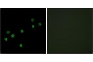 Immunofluorescence analysis of HepG2 cells, using Centromeric Protein A (Ab-7) Antibody. (CENPA 抗体  (AA 1-50))