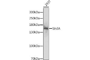 Western blot analysis of extracts of 293T cells, using Sin3A antibody (ABIN6132657, ABIN6147774, ABIN6147775 and ABIN6218102) at 1:1000 dilution. (SIN3A 抗体  (AA 1-120))