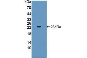 Figure. (Adenylate Kinase 2 抗体  (AA 64-232))