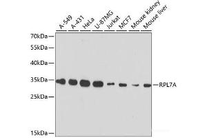 Western blot analysis of extracts of various cell lines using RPL7A Polyclonal Antibody at dilution of 1:3000.