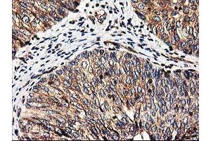 Image no. 8 for anti-Heme Oxygenase (Decycling) 2 (HMOX2) antibody (ABIN1498691) (HMOX2 抗体)