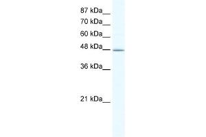WB Suggested Anti-DMAP1 Antibody Titration:  1. (DMAP1 抗体  (N-Term))