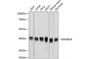 Western blot analysis of extracts of various cell lines using DNAJB14 Polyclonal Antibody at dilution of 1:1000. (DNAJB14 抗体)
