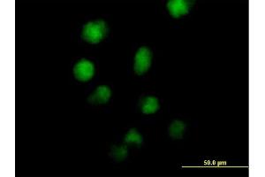 Immunofluorescence of purified MaxPab antibody to ZNF42 on HeLa cell. (MZF1 抗体  (AA 1-734))