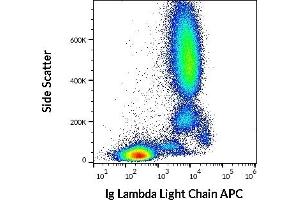 Flow cytometry surface staining pattern of human peripheral whole blood stained using anti-human Ig Lambda Light Chain (4C2) APC (10 μL reagent / 100 μL of peripheral whole blood). (Lambda-IgLC 抗体  (APC))