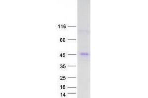 Validation with Western Blot