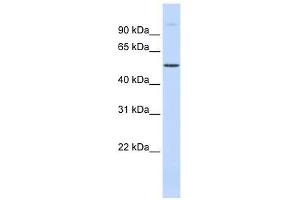 C19orf2 antibody used at 0. (URI1 抗体  (Middle Region))