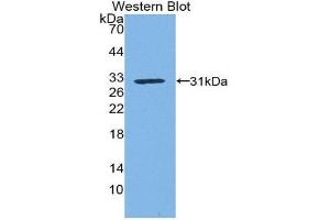 Western Blotting (WB) image for anti-Kallikrein 1 (KLK1) (AA 21-261) antibody (ABIN3207468) (Kallikrein 1 抗体  (AA 21-261))