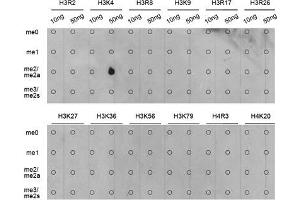Dot Blot (DB) image for anti-Histone 3 (H3) (H3K4me) antibody (ABIN3023251)