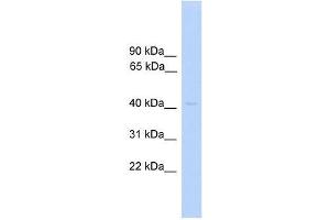 PRKAR1A antibody used at 0.