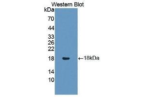 Western Blotting (WB) image for anti-Insulin Like Protein 3 (AA 2-129) antibody (ABIN1868721) (Insulin Like Protein 3 (AA 2-129) 抗体)