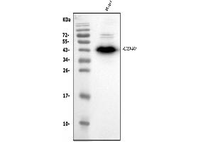 Western blot analysis of CD40/TNFRSF5 using anti-CD40/TNFRSF5 antibody (ABIN4886525). (CD40 抗体  (AA 21-193))