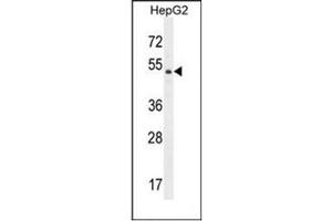 Western blot analysis of DPEP3 Antibody (C-term) in HepG2 cell line lysates (35ug/lane). (DPEP3 抗体  (C-Term))