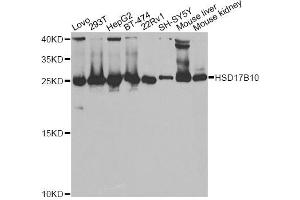 Western blot analysis of extracts of various cell lines, using HSD17B10 antibody. (HSD17B10 抗体  (AA 1-261))