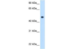 WB Suggested Anti-C8B Antibody Titration:  0. (C8B 抗体  (Middle Region))