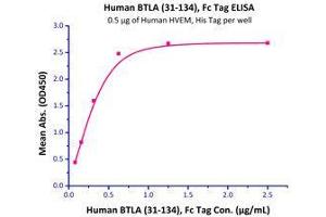 Immobilized Human HVEM, His Tag (Cat # HVM-H52E9) at 5 μg/mL (100 μL/well) can bind Human BTLA, Fc Tag (Cat # BTA-H5255) with a linear range of 0. (BTLA Protein (AA 31-134) (Fc Tag))
