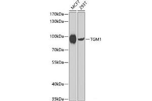 Western blot analysis of extracts of various cell lines using TGM1 Polyclonal Antibody at dilution of 1:1000. (TGM1 抗体)