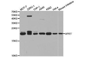 Western blot analysis of extracts of various cell lines, using APRT antibody. (APRT 抗体  (AA 1-180))