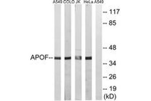 Western Blotting (WB) image for anti-Apolipoprotein F (APOF) (AA 221-270) antibody (ABIN2890124) (Apolipoprotein F 抗体  (AA 221-270))